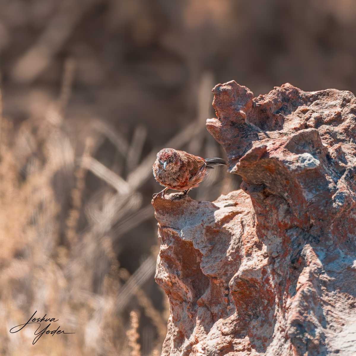 20250110-_SAF1863Westerncape10thsocial-media