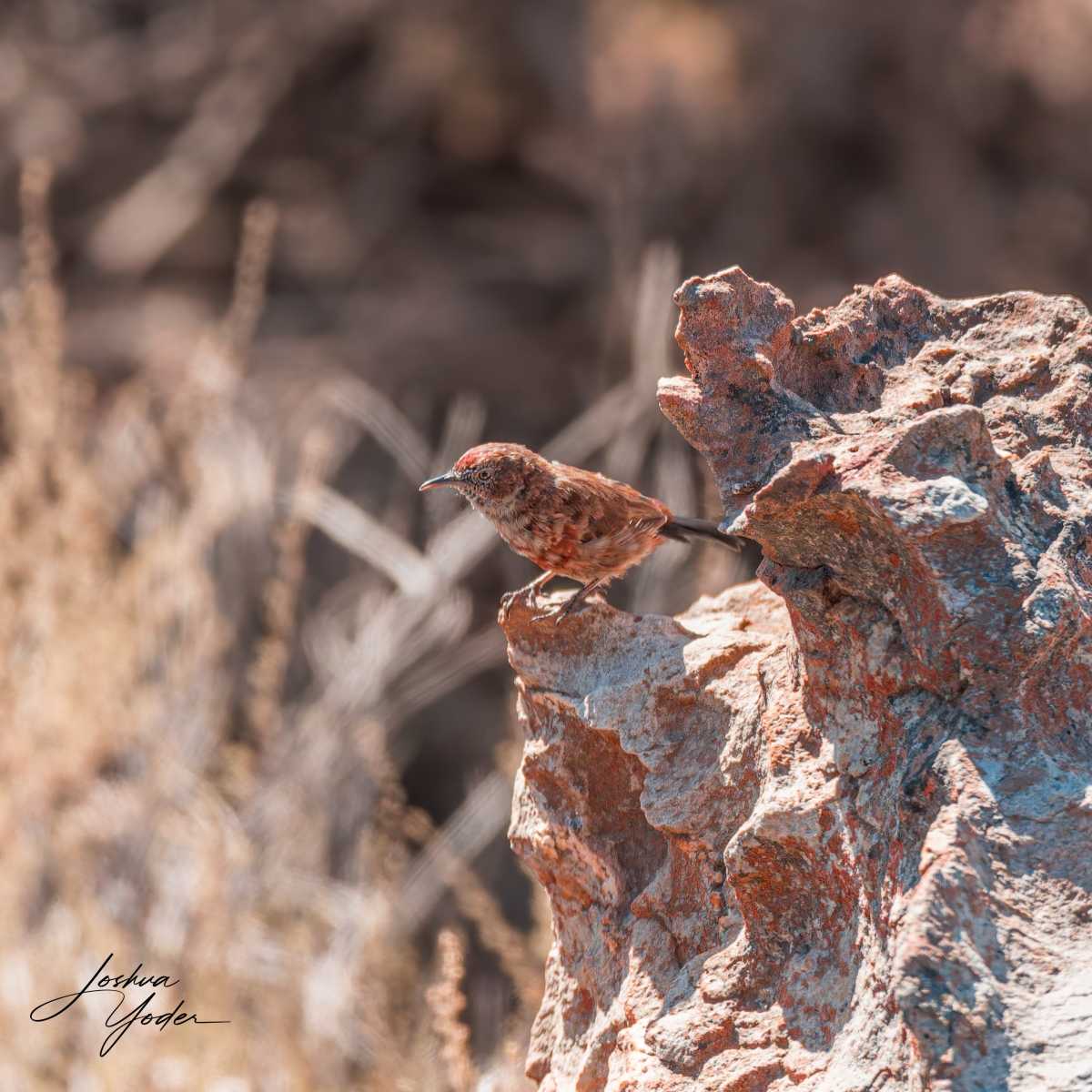 20250110-_SAF1864Westerncape10thsocial-media