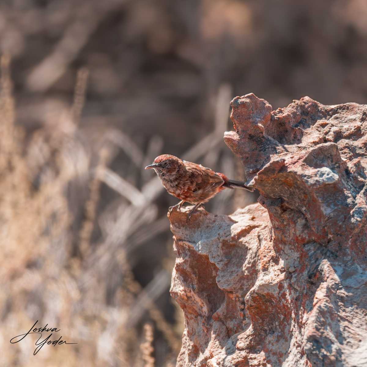 20250110-_SAF1871Westerncape10thsocial-media