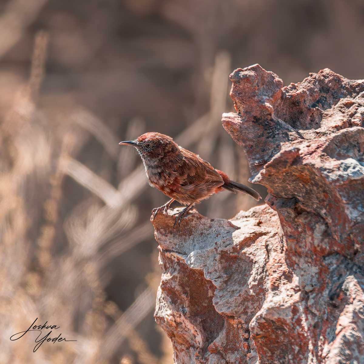 20250110-_SAF1878Westerncape10thsocial-media