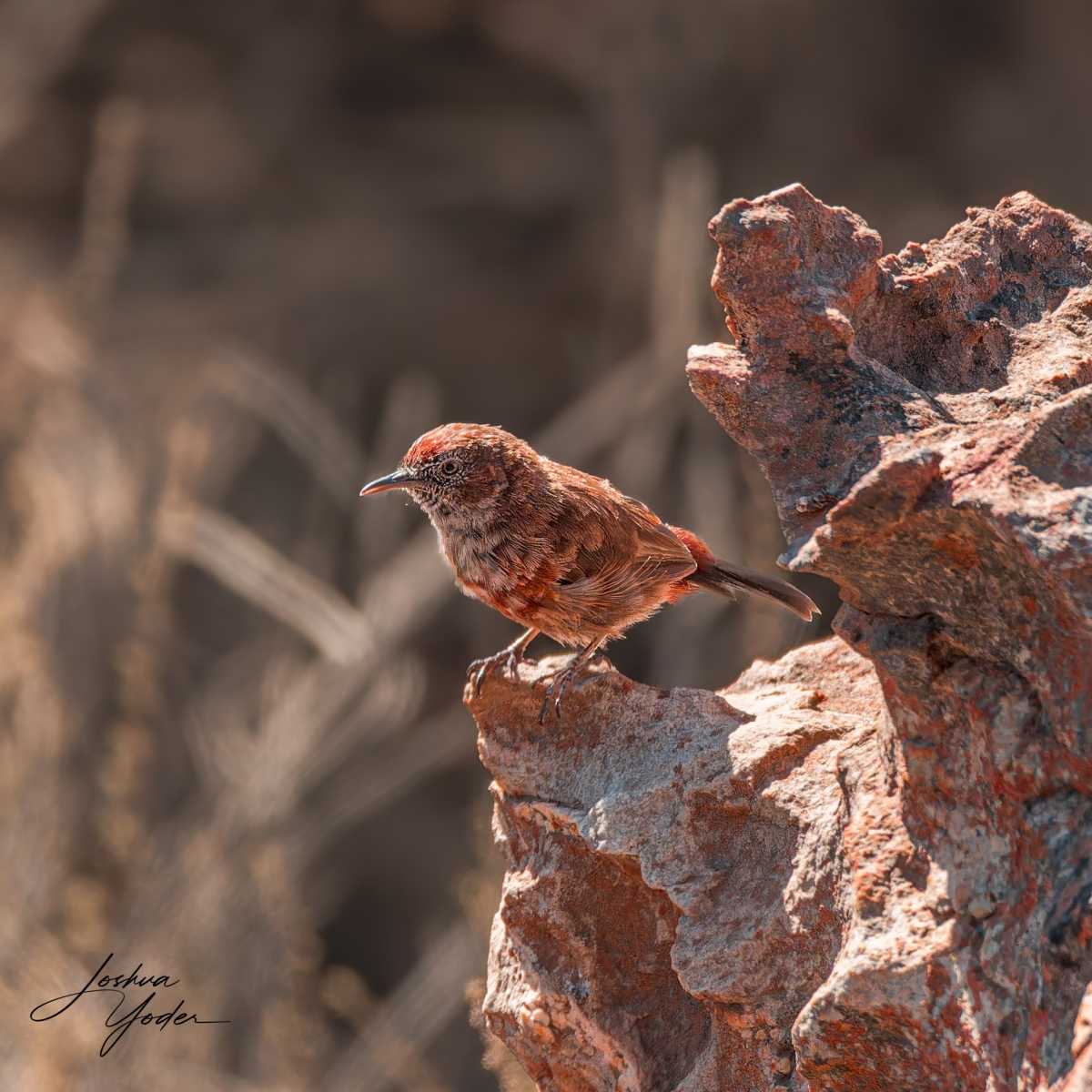 20250110-_SAF1883Westerncape10thsocial-media
