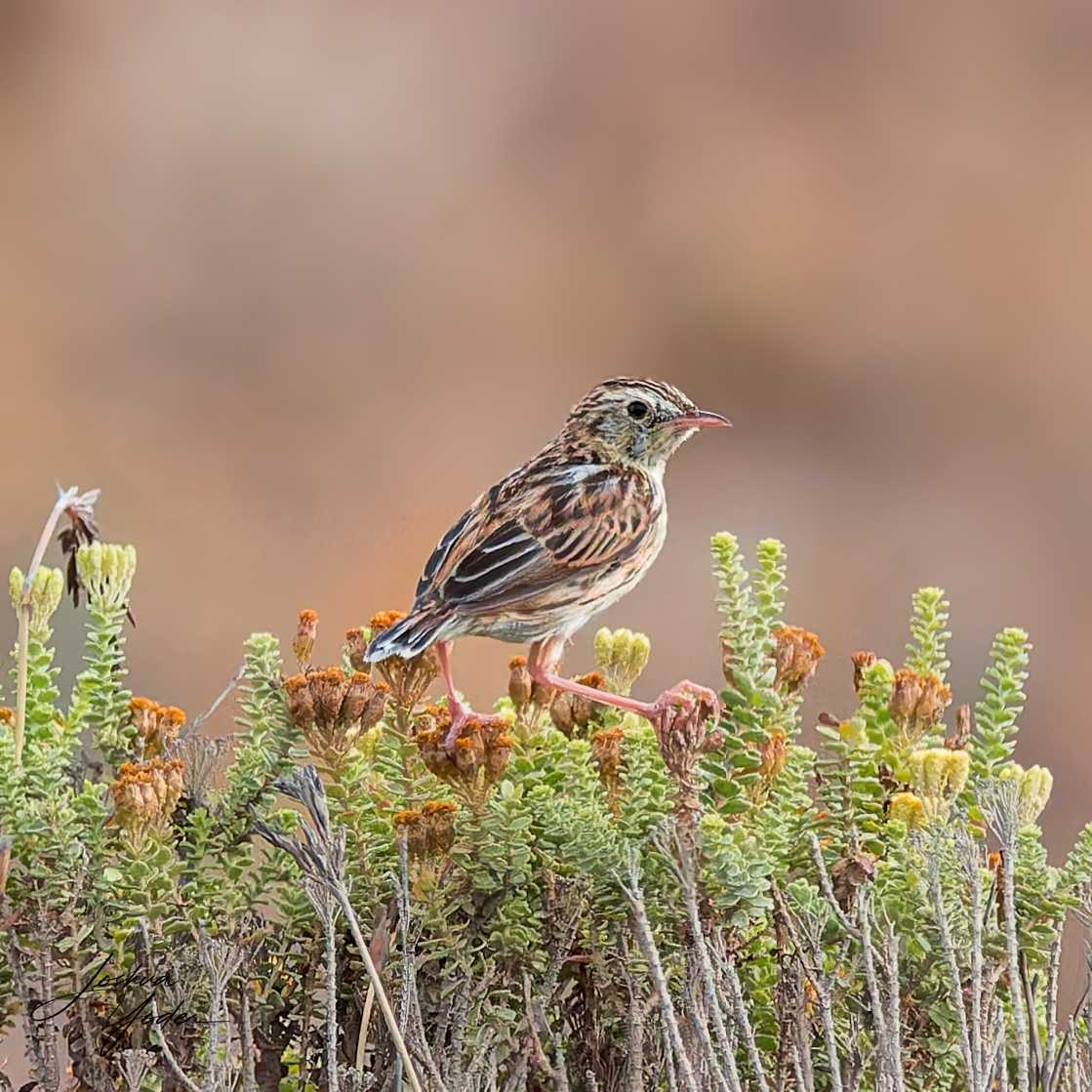 20250109-_SAF8710Westerncape9thsocial-media