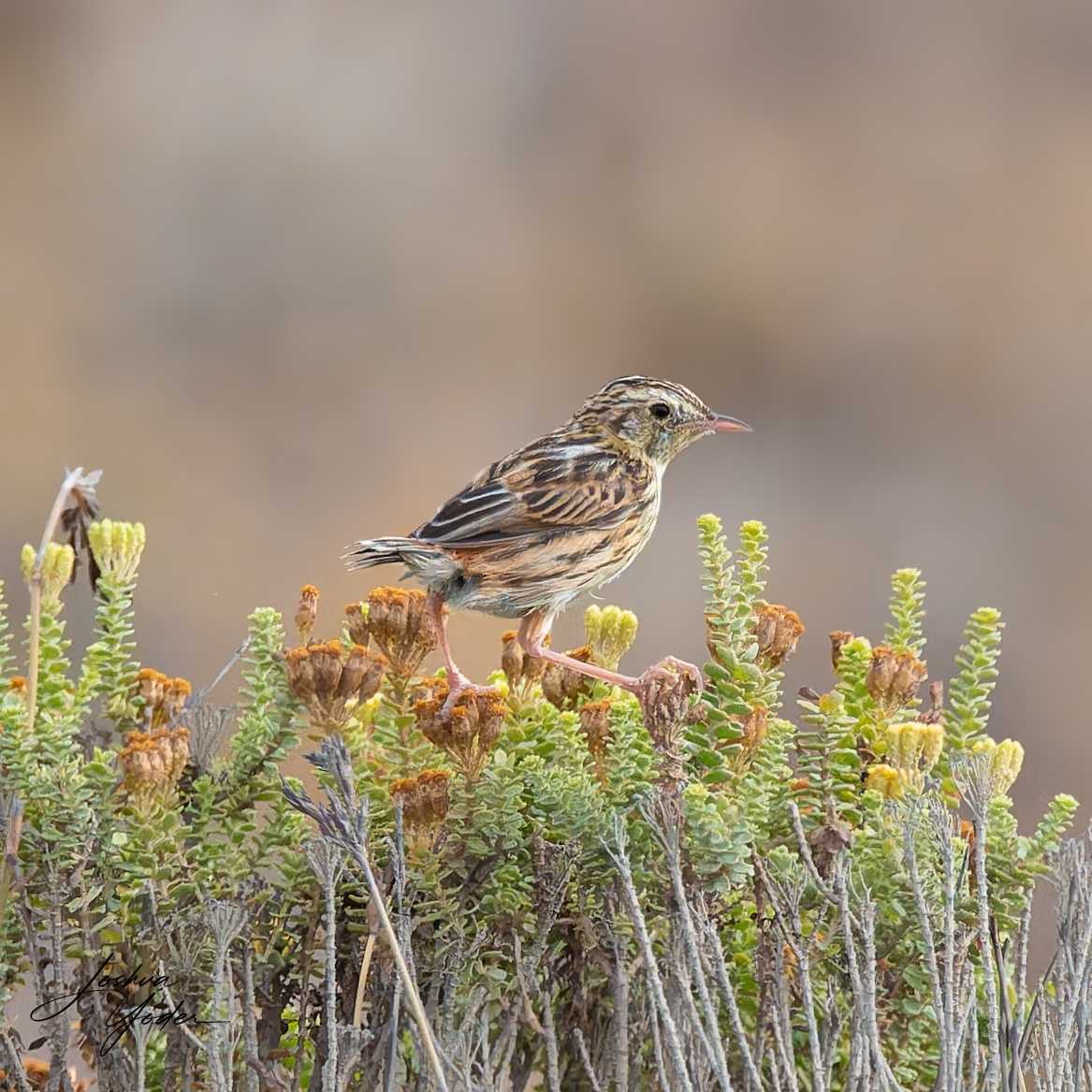 20250109-_SAF8721Westerncape9thsocial-media
