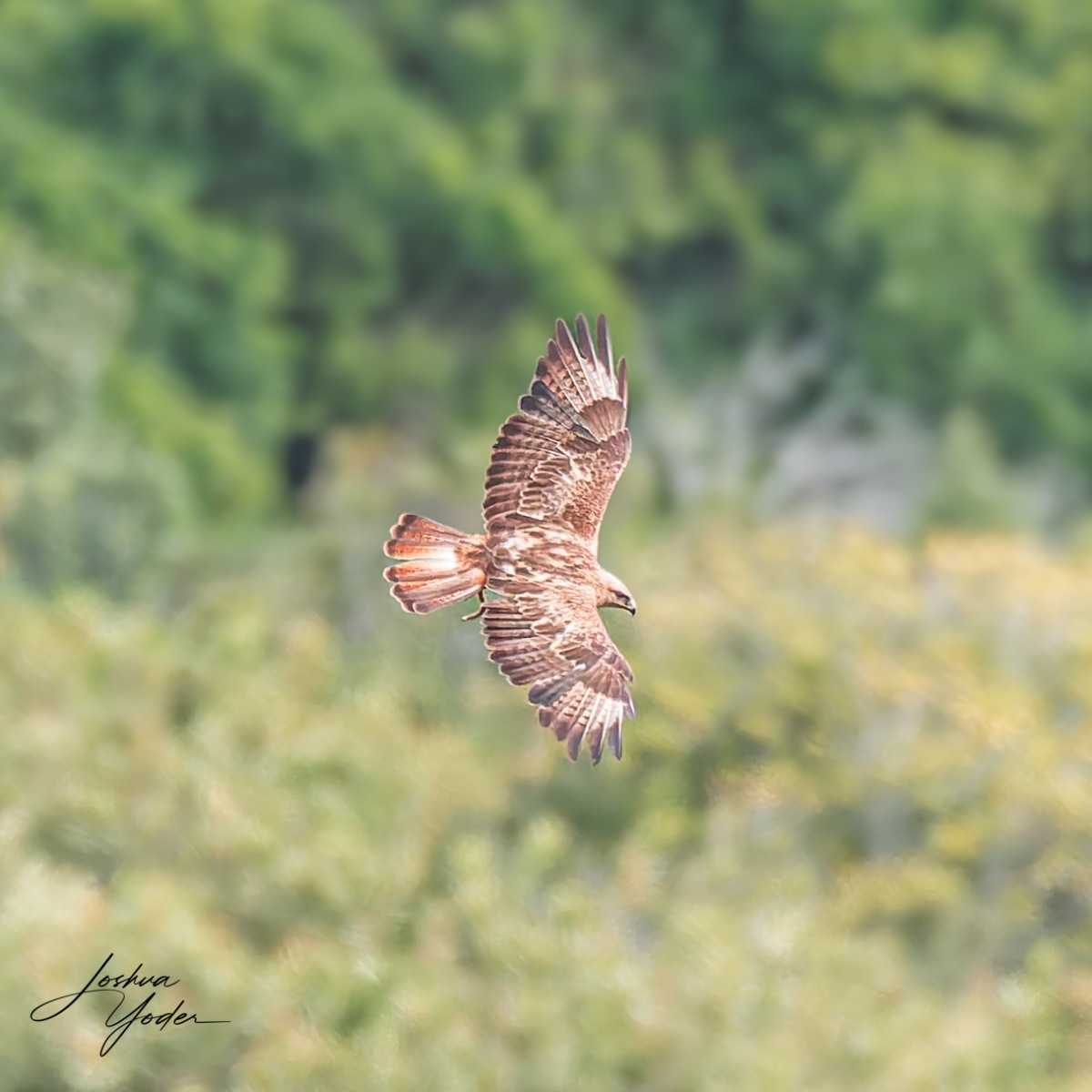 20250107-_SAF2993Capetown7thsocial-media