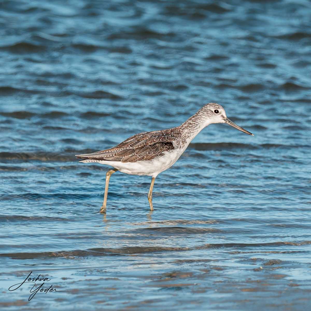 20250110-_SAF5360Westerncape10thsocial-media