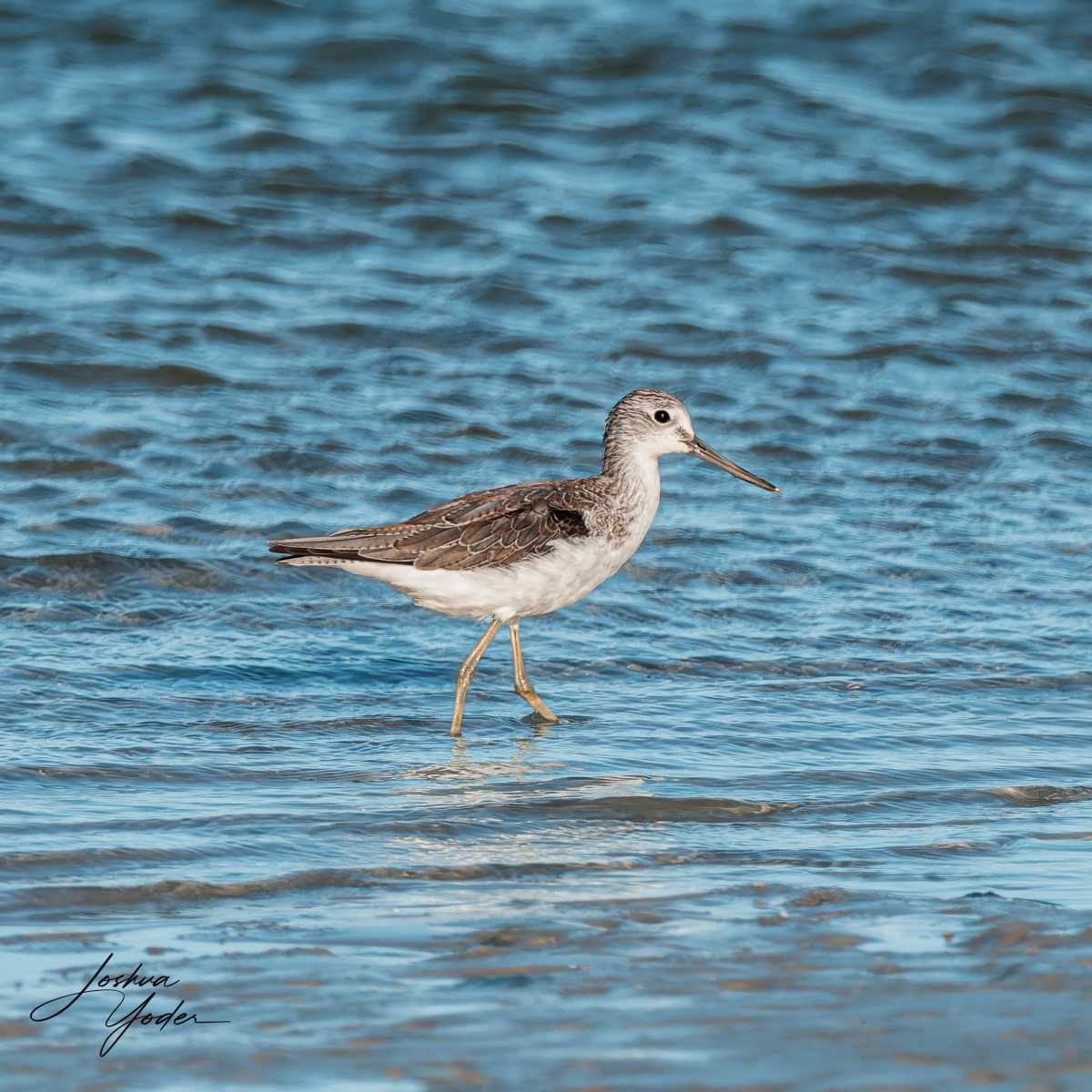 20250110-_SAF5362Westerncape10thsocial-media