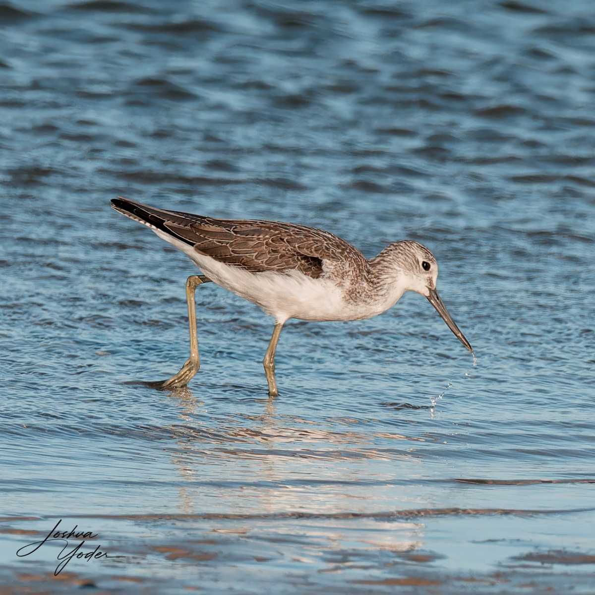 20250110-_SAF5421Westerncape10thsocial-media