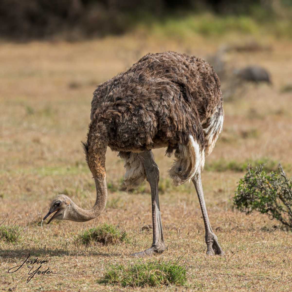 SAF4191Capetown8th-DxO_DeepPRIME-3-Editsocial-media