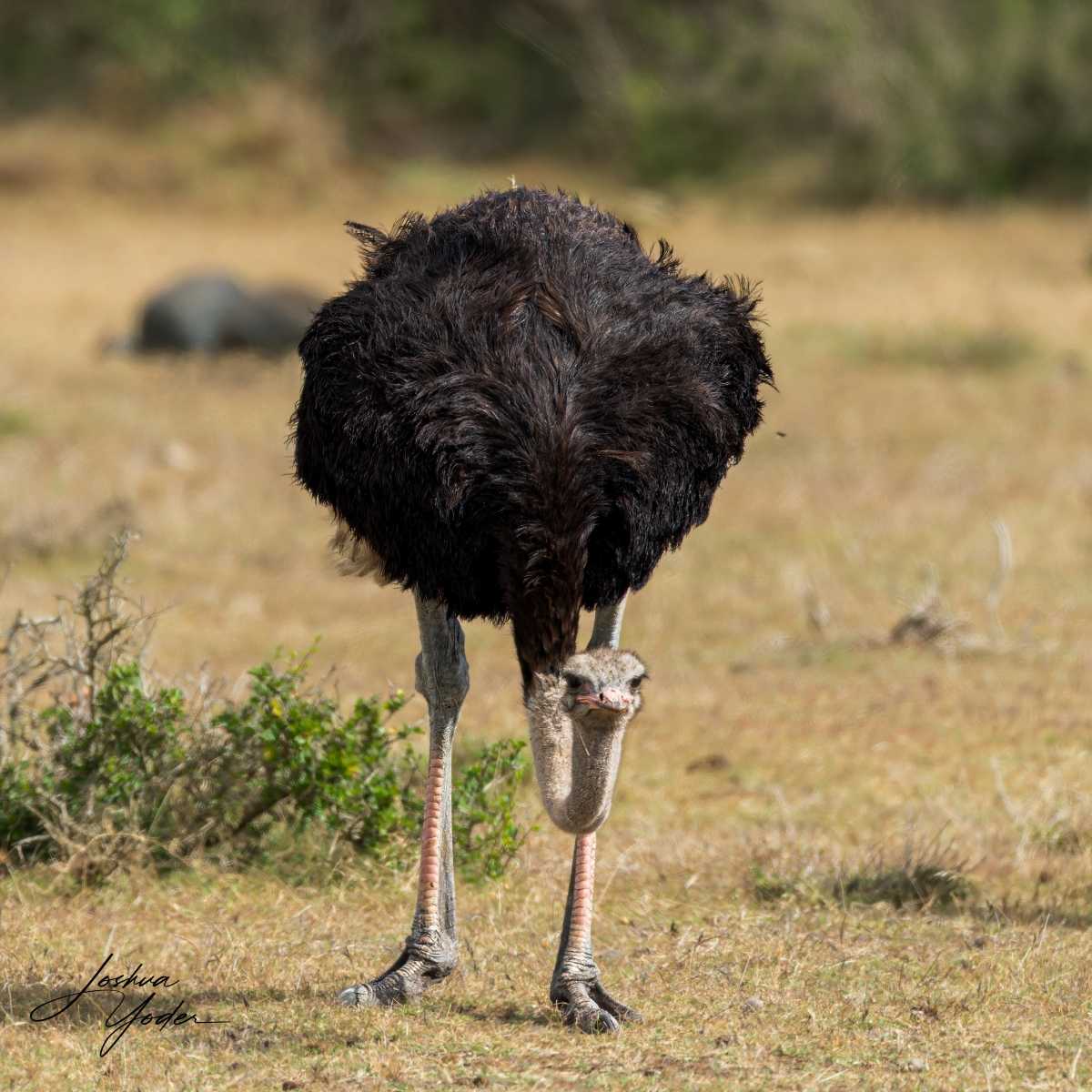 SAF4223Capetown8th-DxO_DeepPRIME-3-Editsocial-media