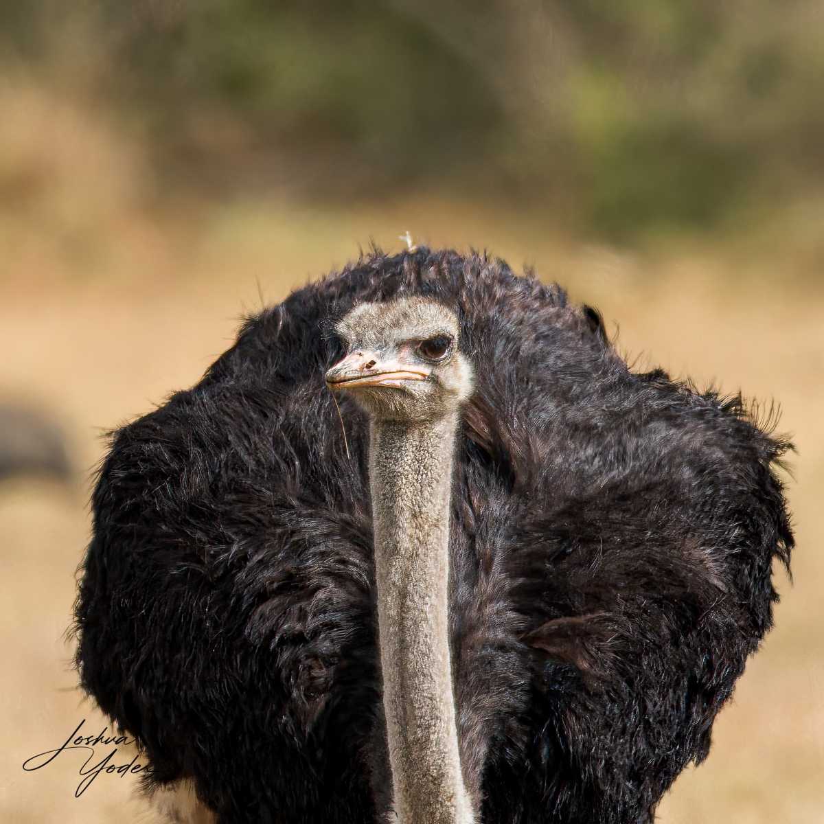 SAF4231Capetown8th-DxO_DeepPRIME-3-Editsocial-media