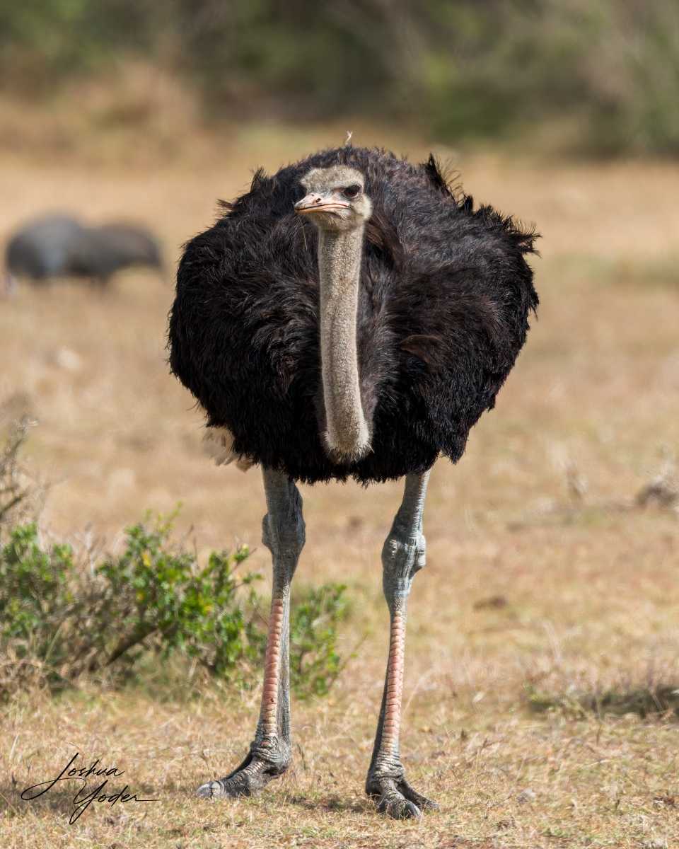 SAF4233Capetown8th-DxO_DeepPRIME-3-Editsocial-media