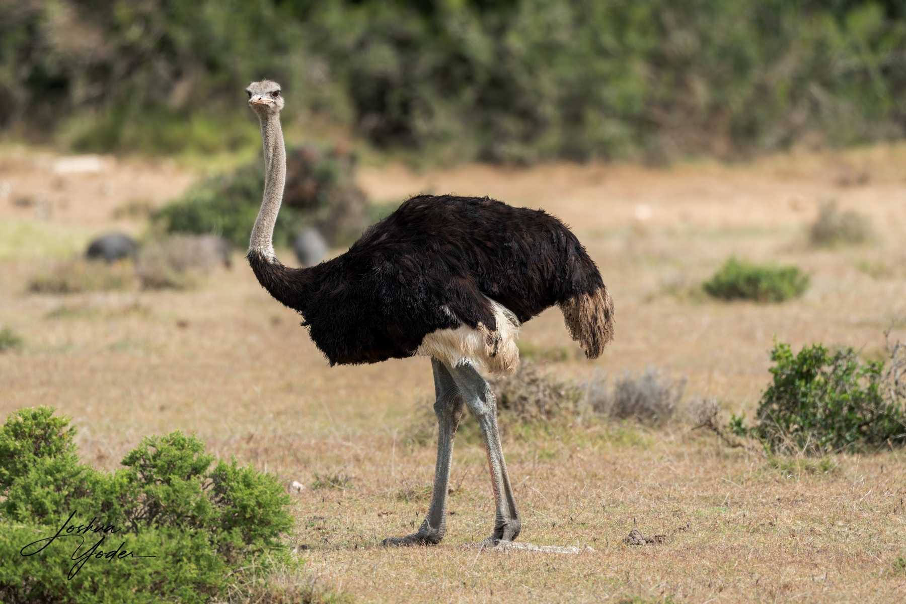 SAF4305Capetown8th-DxO_DeepPRIME-3-Editsocial-media