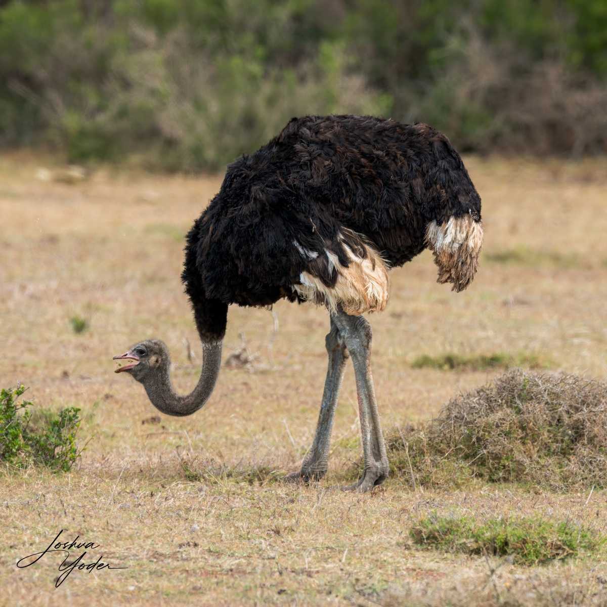 SAF4420Capetown8th-DxO_DeepPRIME-3-Editsocial-media