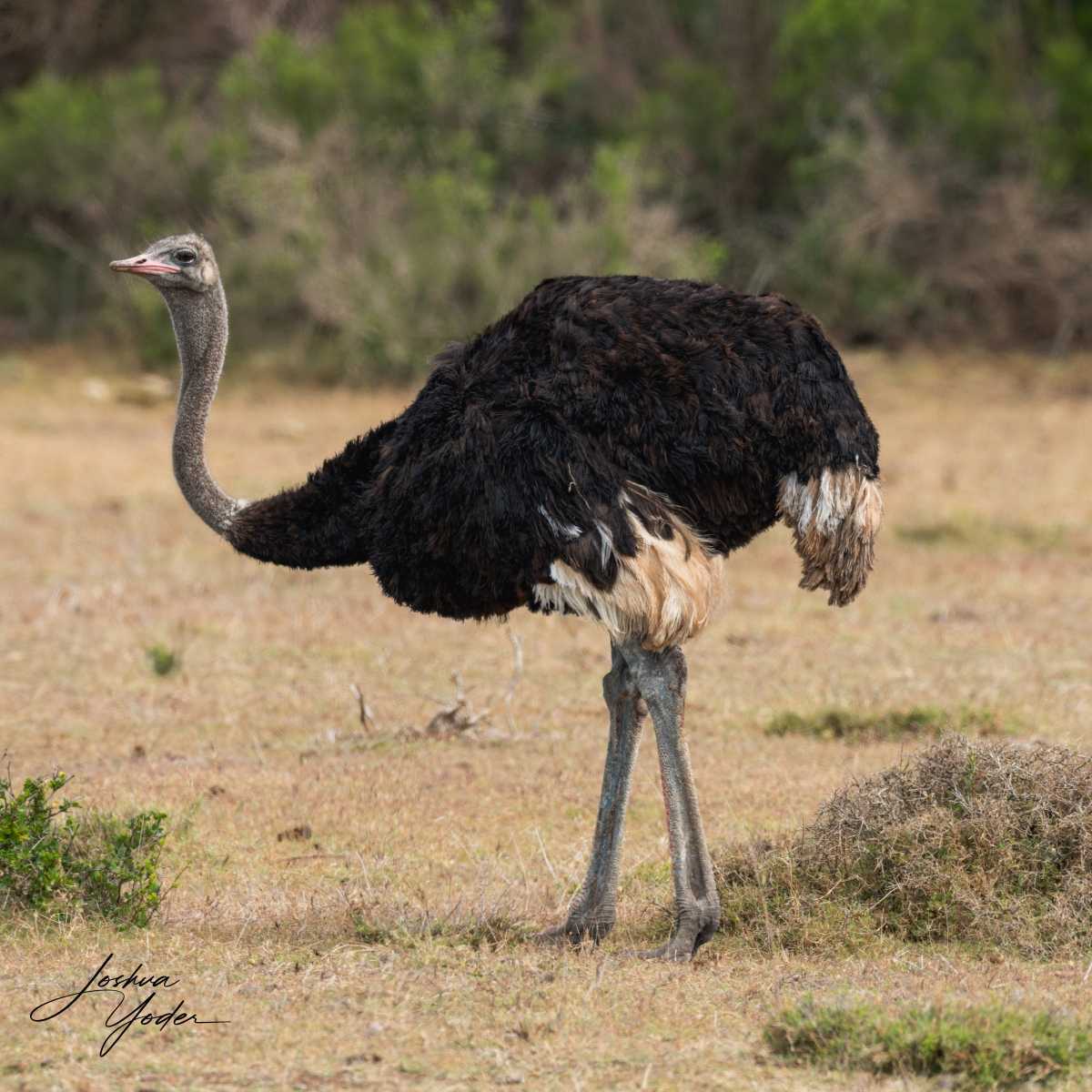 SAF4444Capetown8th-DxO_DeepPRIME-3social-media