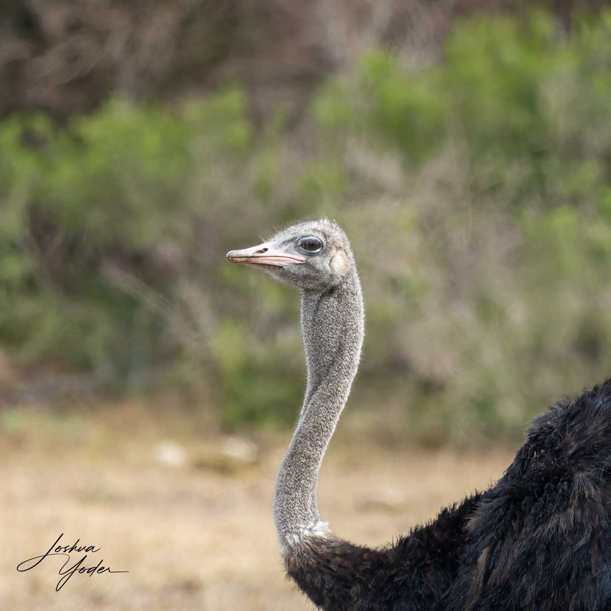 SAF4452Capetown8th-DxO_DeepPRIME-3-Editsocial-media