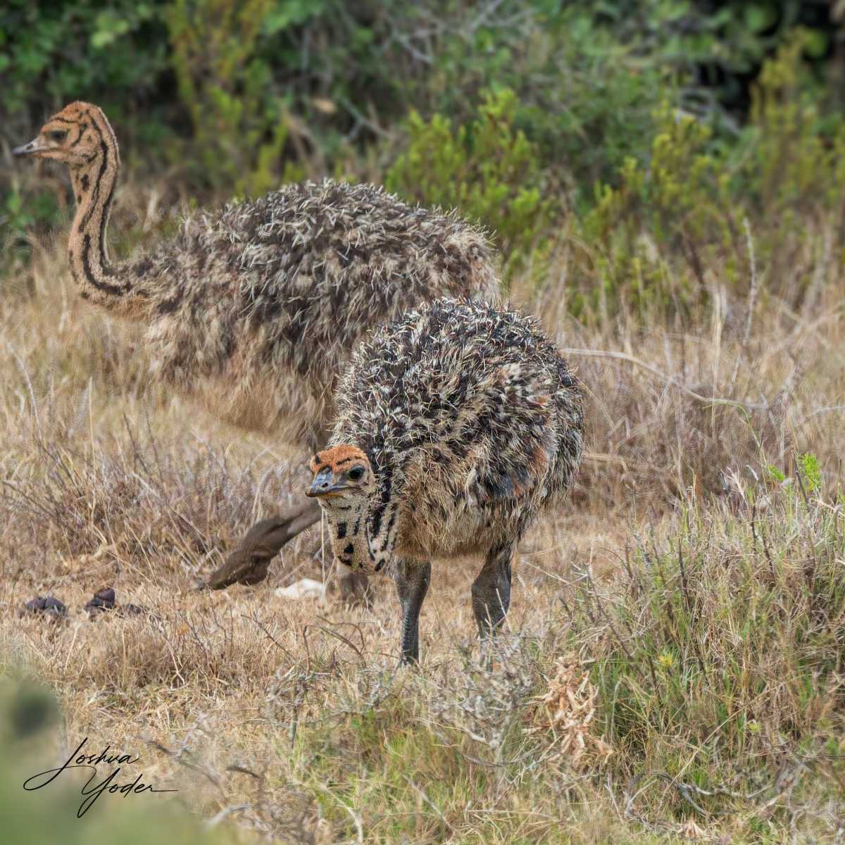 SAF4981Capetown8th-DxO_DeepPRIME-3social-media