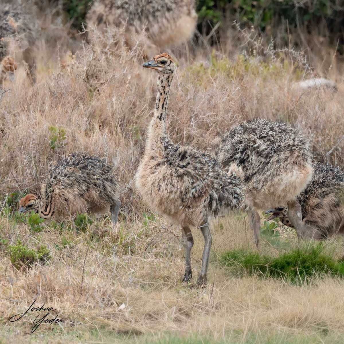 SAF5027Capetown8th-DxO_DeepPRIME-3social-media