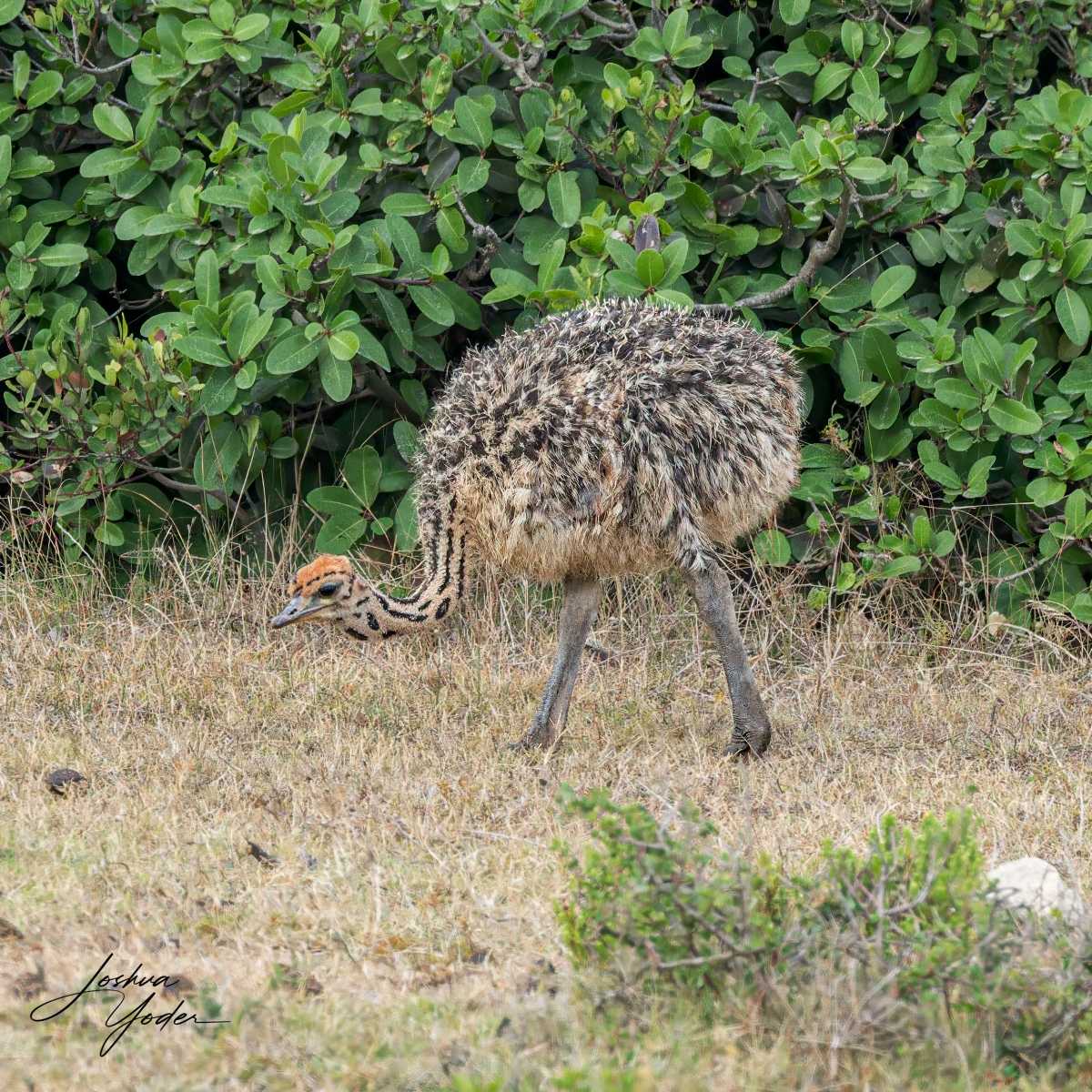 SAF5042Capetown8th-DxO_DeepPRIME-3-Editsocial-media