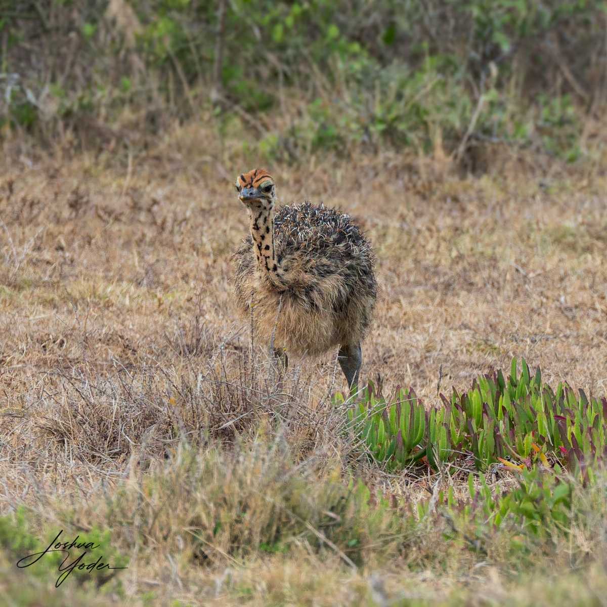 SAF5059Capetown8th-DxO_DeepPRIME-3social-media