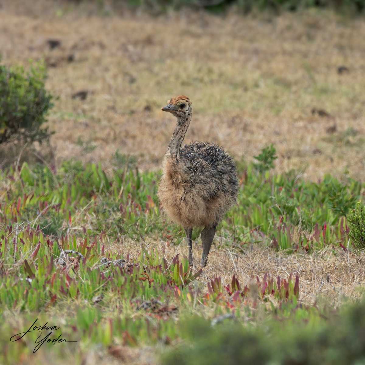 SAF5113Capetown8th-DxO_DeepPRIME-3social-media