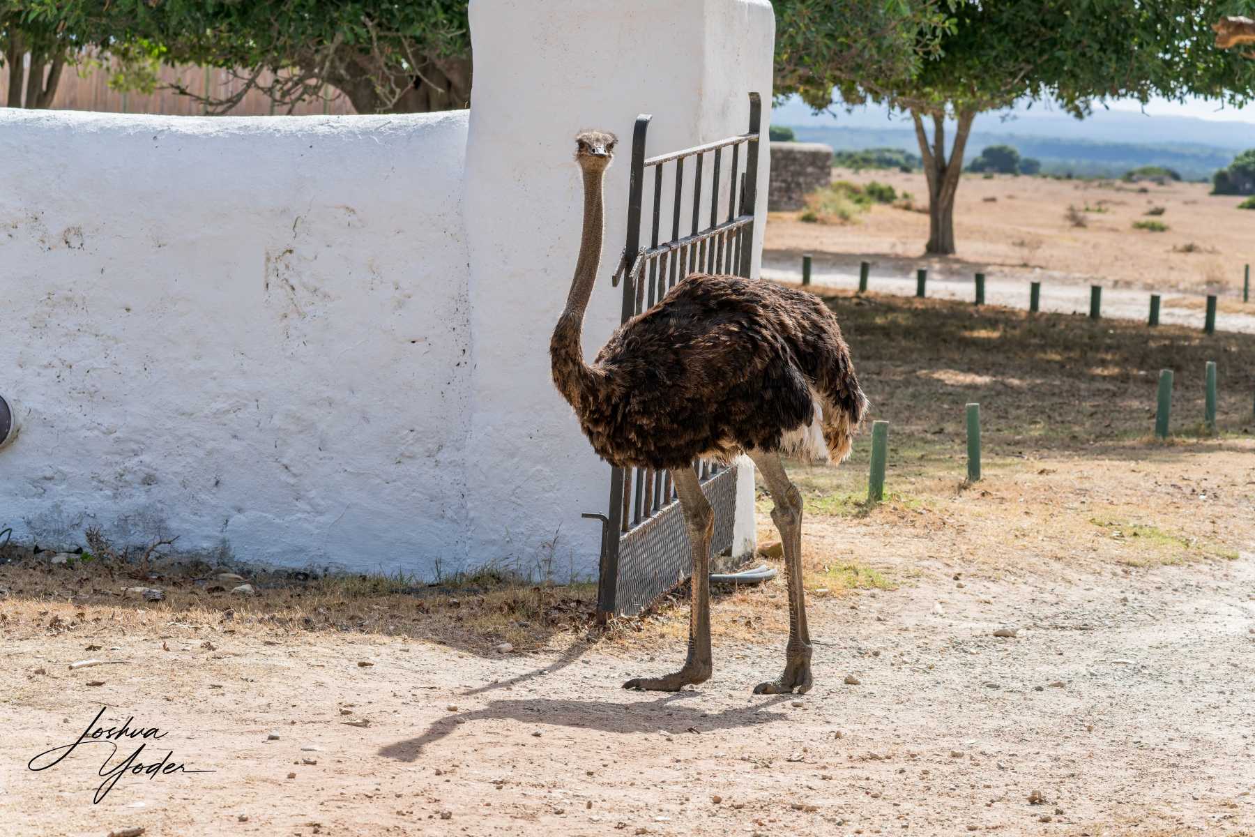 STA1991Westerncape9th-DxO_DeepPRIME-3social-media