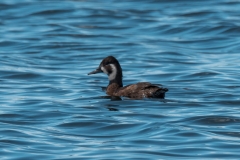 20250107-_SAF7618Capetown7thsocial-media