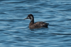 20250107-_SAF7620Capetown7thsocial-media