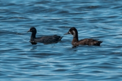 20250107-_SAF7624Capetown7thsocial-media