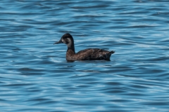 20250107-_SAF7630Capetown7thsocial-media