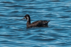 20250107-_SAF7652Capetown7thsocial-media