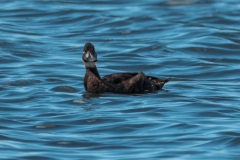 20250107-_SAF7696Capetown7thsocial-media