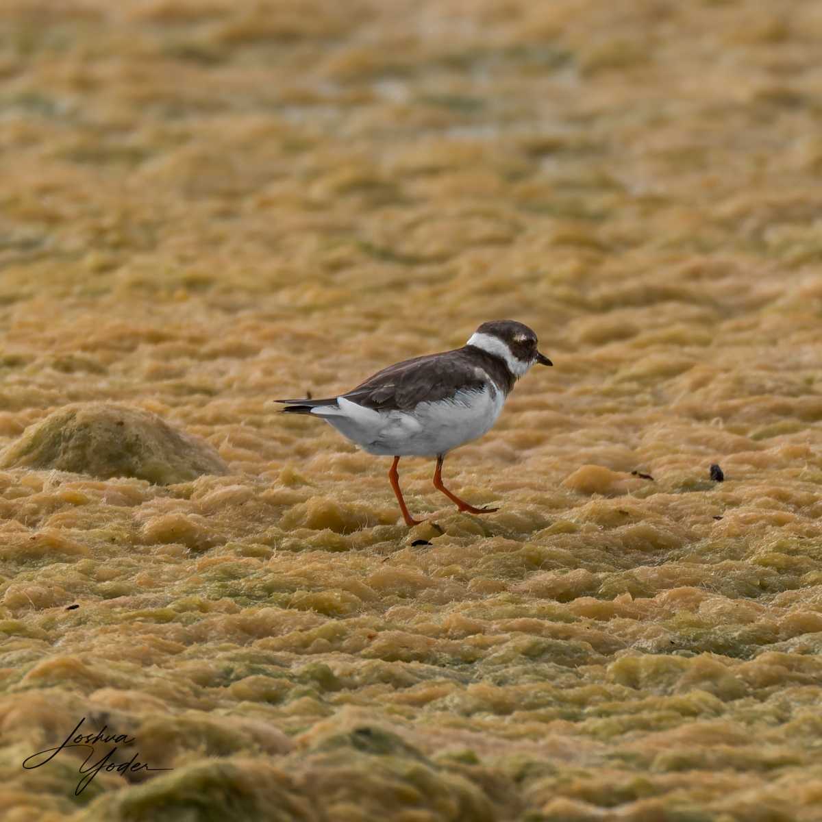20250109-_SAF8261Westerncape9thsocial-media