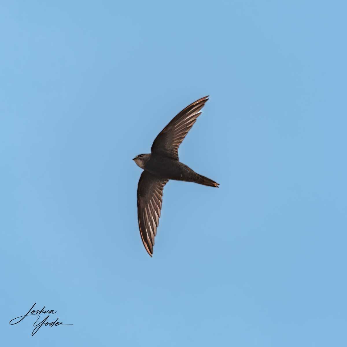 20250108-_SAF7450Westerncape9thsocial-media