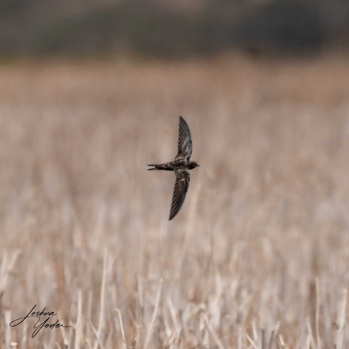 20250109-_SAF9516Westerncape9thsocial-media