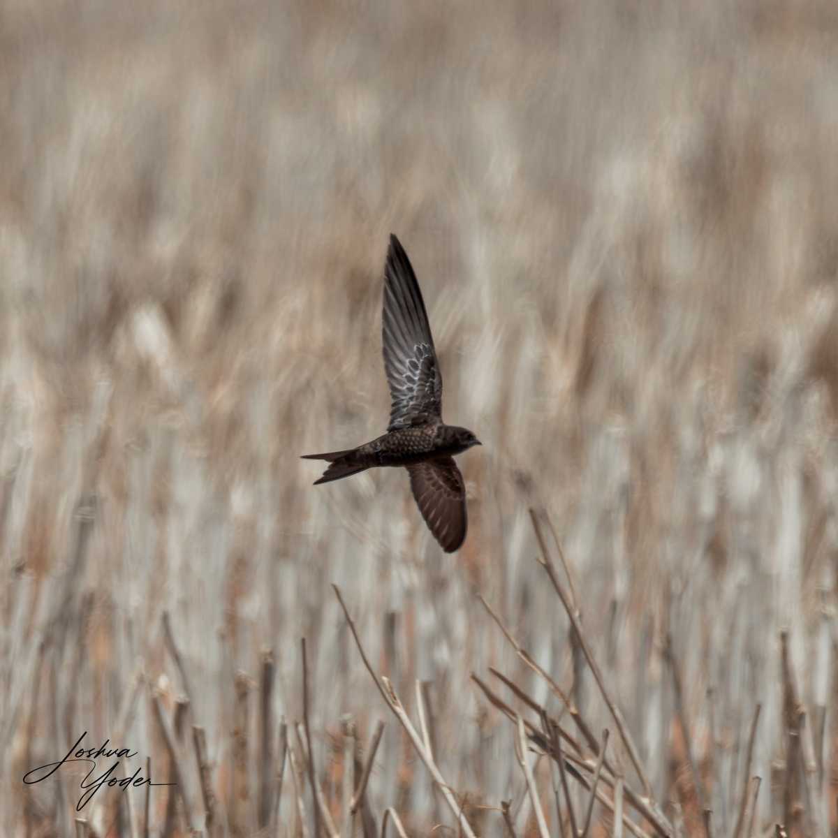 20250109-_SAF9572Westerncape9thsocial-media
