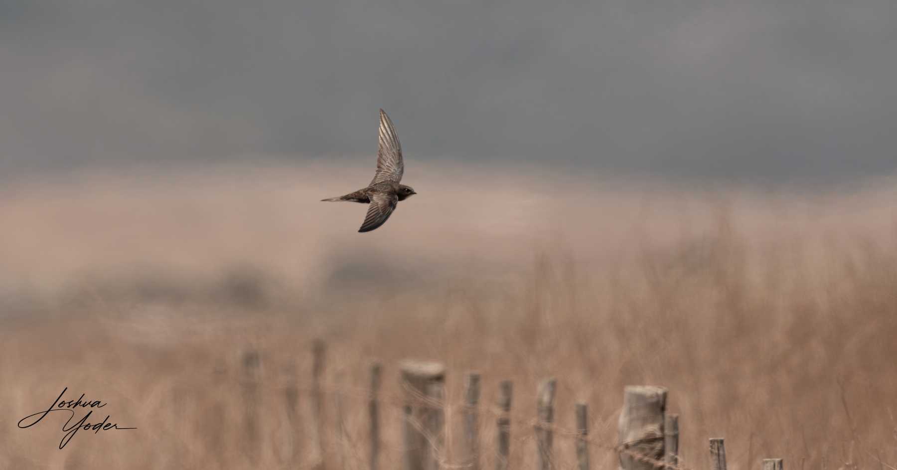 20250109-_SAF9601Westerncape9thsocial-media