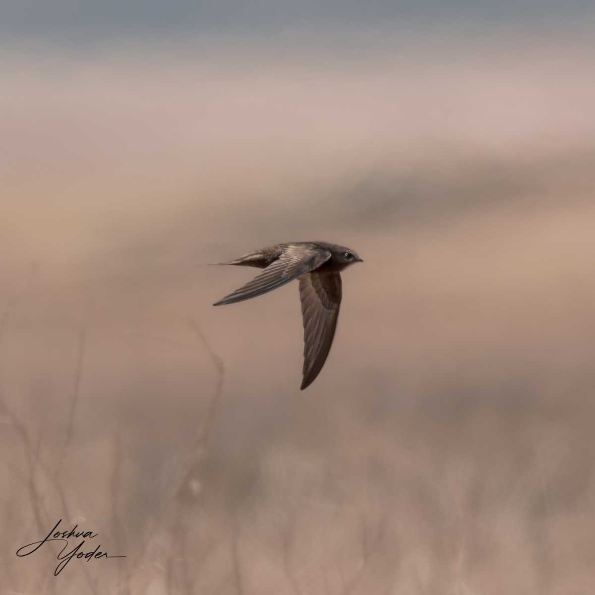 20250109-_SAF9603Westerncape9thsocial-media