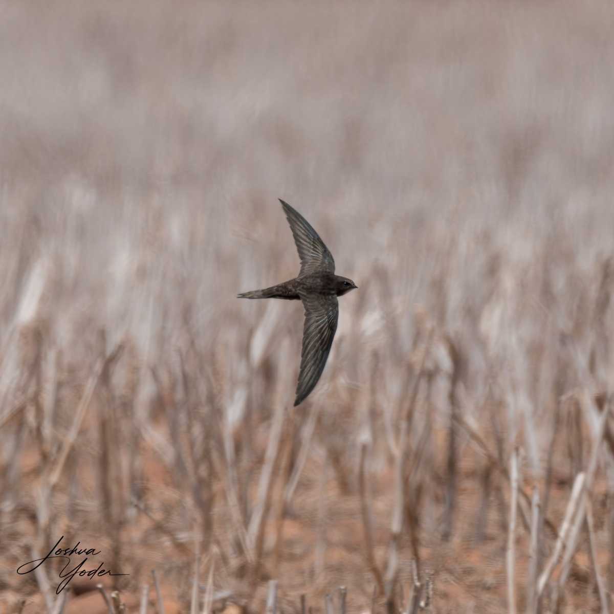 20250109-_SAF9615Westerncape9thsocial-media