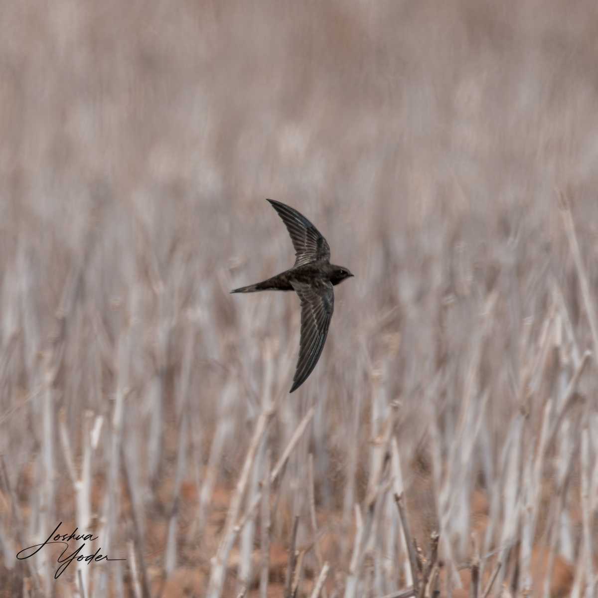 20250109-_SAF9619Westerncape9thsocial-media