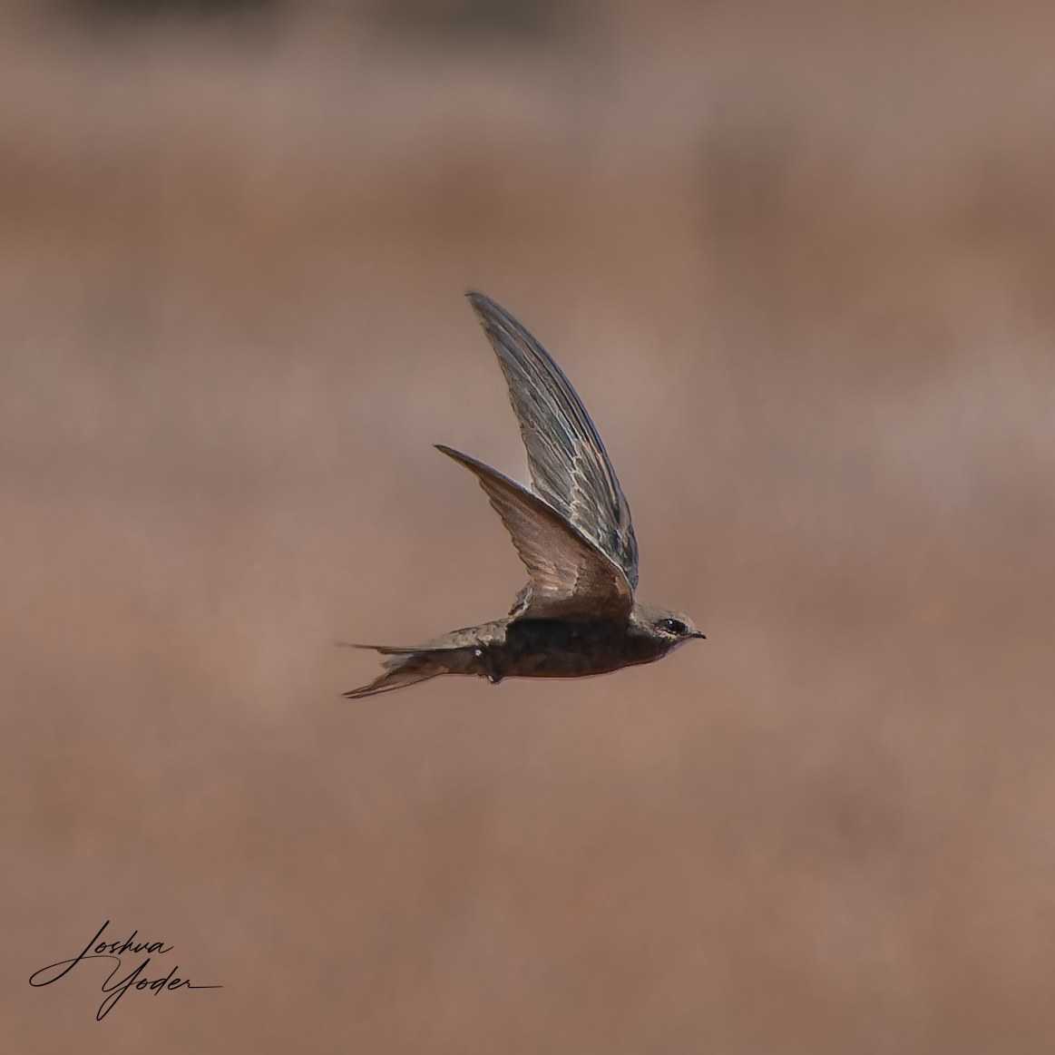 20250109-_SAF9733Westerncape9thsocial-media