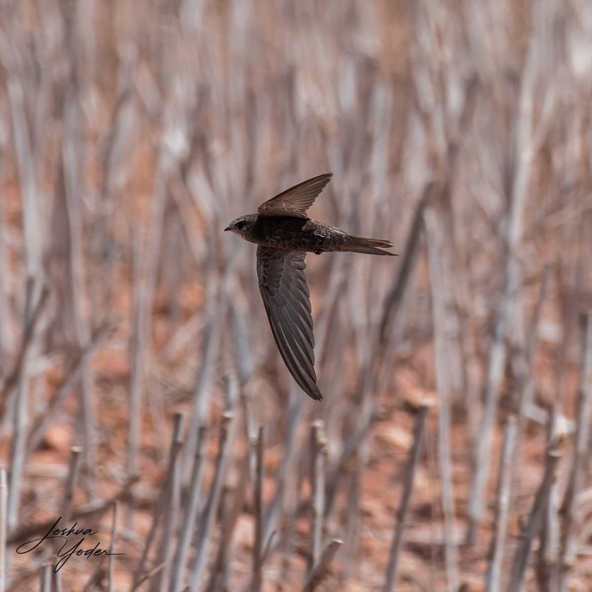 20250109-_SAF9740Westerncape9thsocial-media