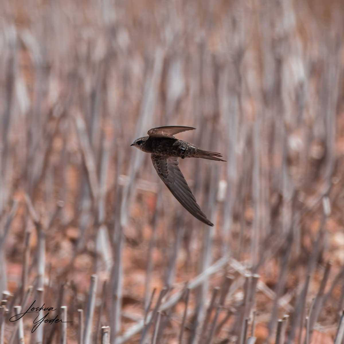 20250109-_SAF9743Westerncape9thsocial-media