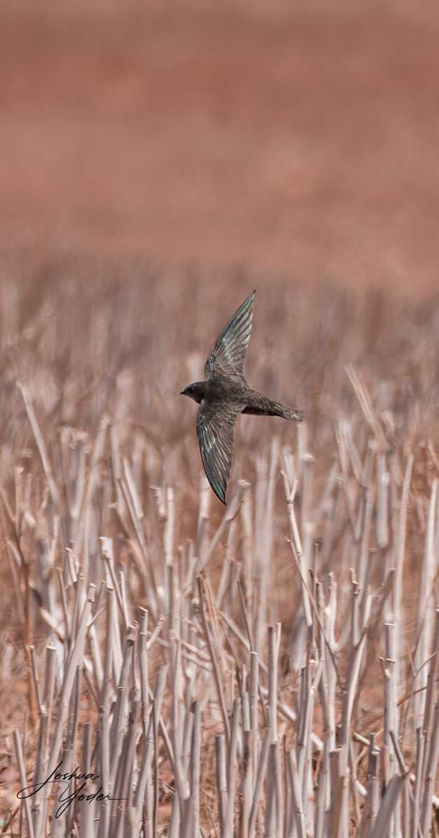 20250109-_SAF9793Westerncape9thsocial-media