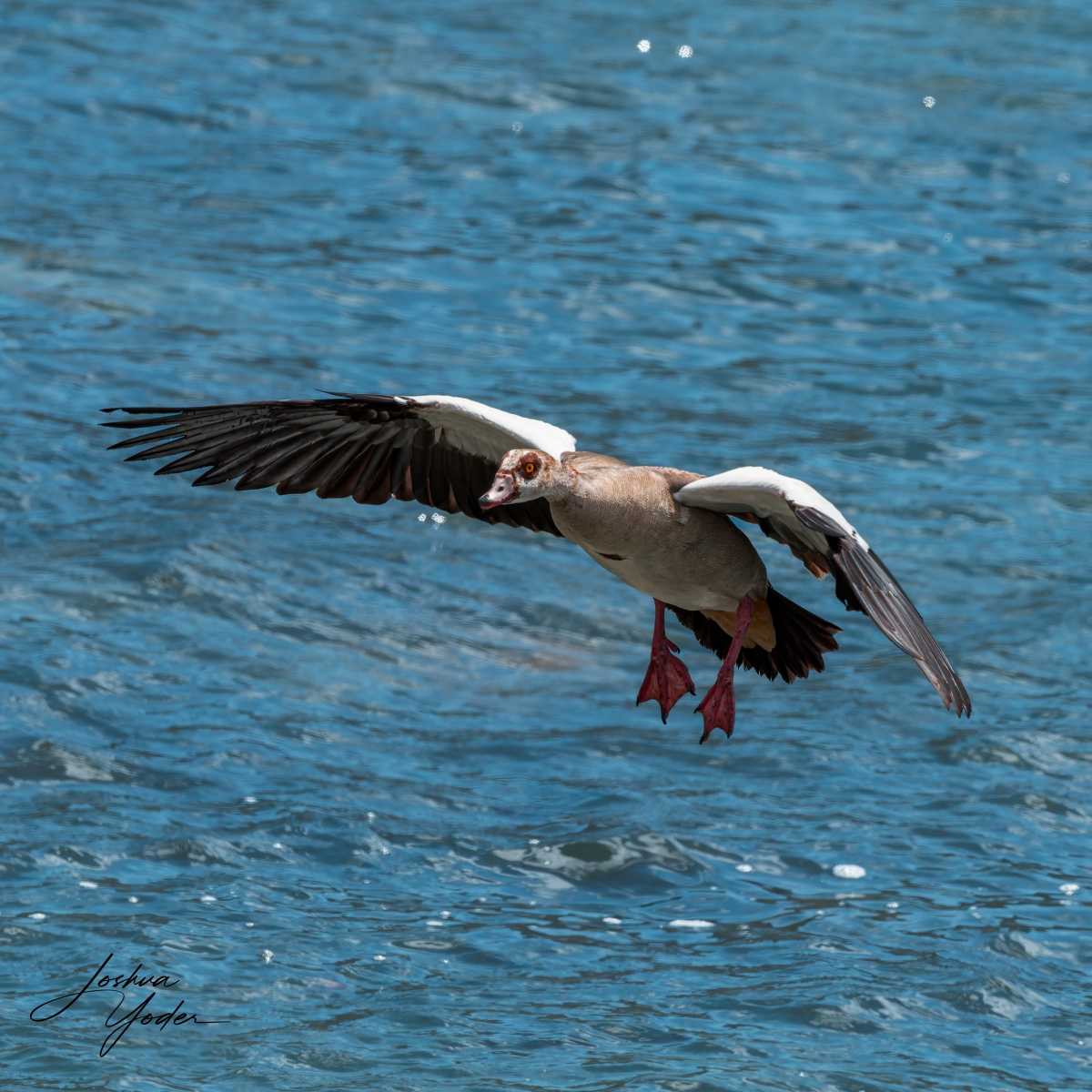 20250108-_SAF2415Capetown8thsocial-media