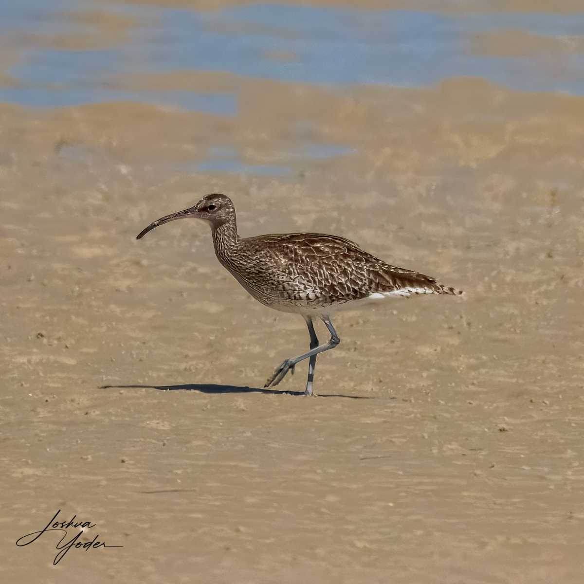 SAF7190Westerncape11th-topaz-rawdenoise-sharpensocial-media