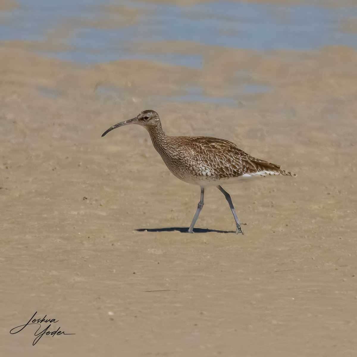 SAF7193Westerncape11th-topaz-rawdenoise-sharpensocial-media