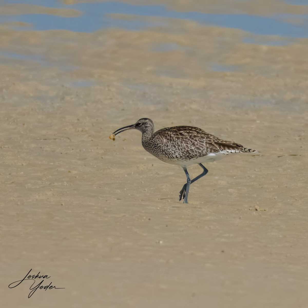 SAF7207Westerncape11th-topaz-rawdenoise-sharpensocial-media