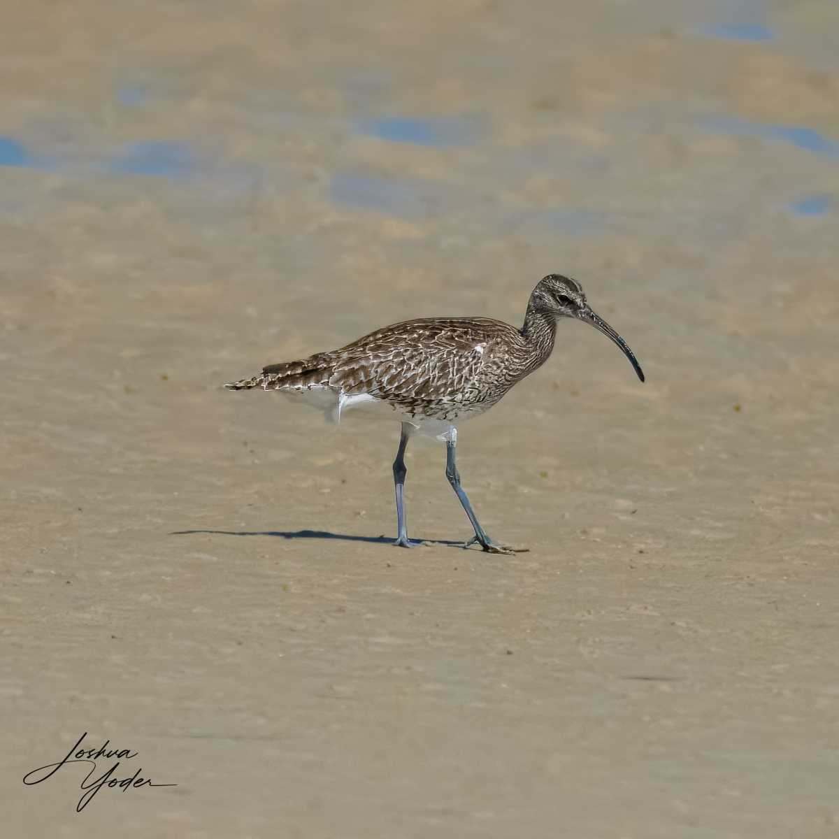 SAF7279Westerncape11th-topaz-rawdenoise-sharpensocial-media