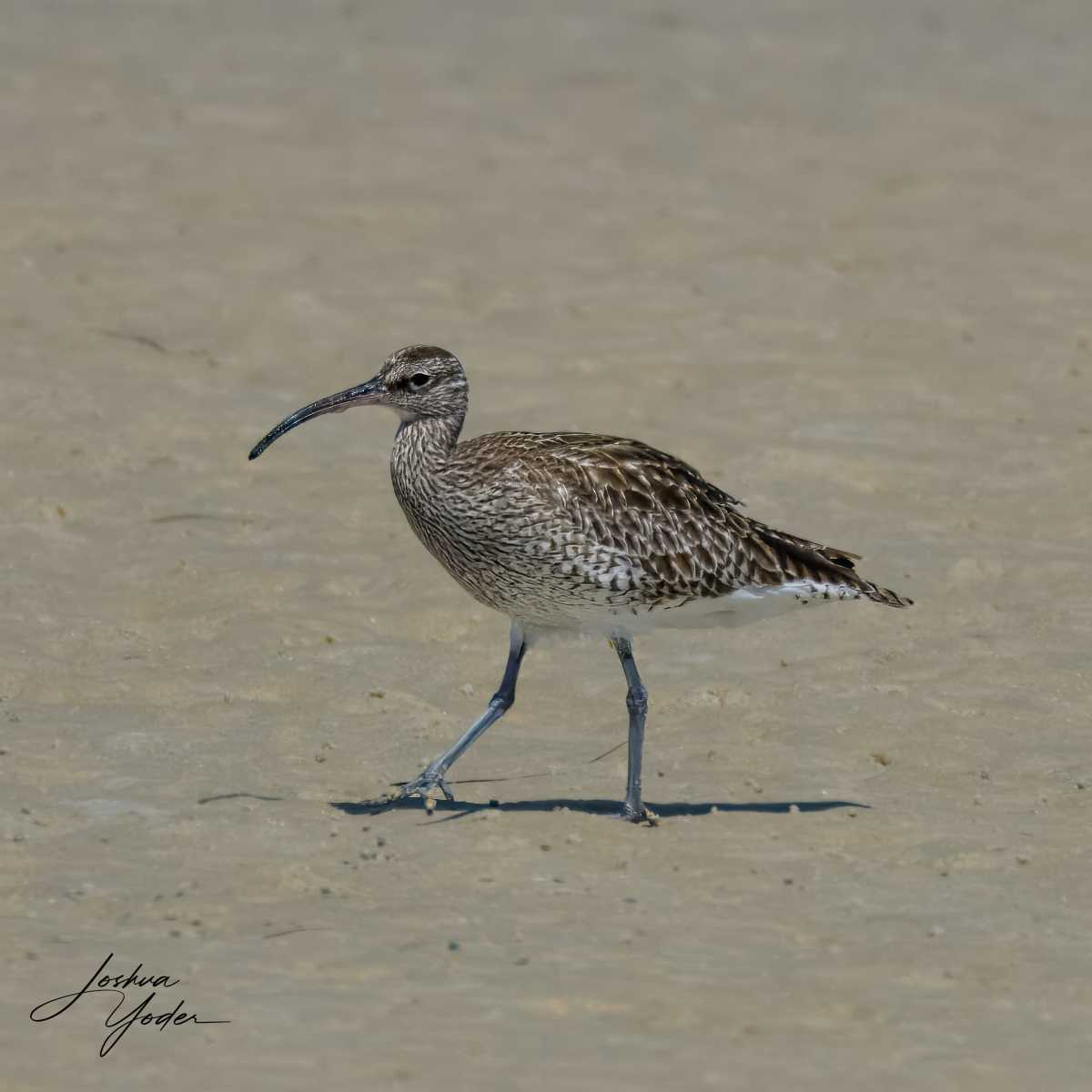 SAF8088Westerncape11th-topaz-rawdenoise-sharpensocial-media