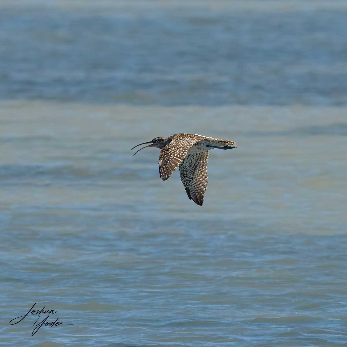 SAF8839Westerncape11th-topaz-rawdenoise-sharpensocial-media